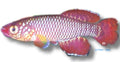 Korthaus|Notobranch Red — KILLY FISH