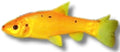 Golden Tench — COLD WATER FISH -  OTHER FISH AND ANIMALS
