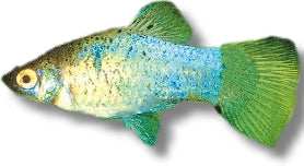 Platy Blue tuxedo — LIVEBEARERS - PLATYS