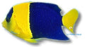 Bicolor angelfish — ANGEL FISH