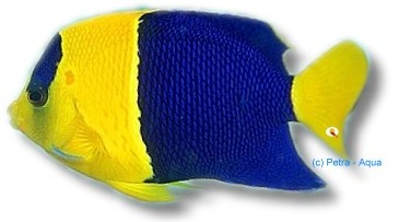 Bicolor angelfish — ANGEL FISH