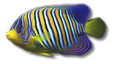 Regal Angelfish — ANGEL FISH