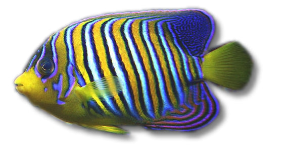 Regal Angelfish — ANGEL FISH
