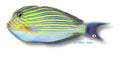 Lined surgeonfish — SURGEON FISH