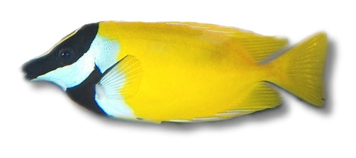 Foxface — SURGEON FISH