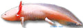 Axolotl — AMPHIBIANS