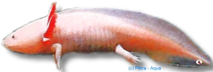 Axolotl — AMPHIBIANS