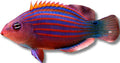 Sixline wrasse — WRASSES + PARROTS + HOGFISH