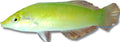Pastel-green wrasse — WRASSES + PARROTS + HOGFISH