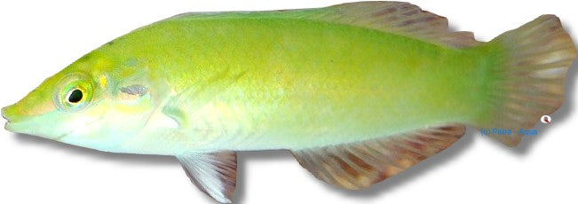 Pastel-green wrasse — WRASSES + PARROTS + HOGFISH