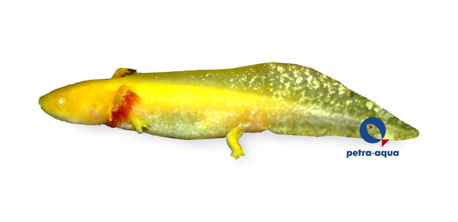 Axolotl — AMPHIBIANS