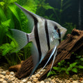 X Angelfish — Angelfish for sale UK — AI natural aquarium view