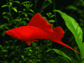 Vienna Broccoli Swordtail – Xiphophorus hellerii