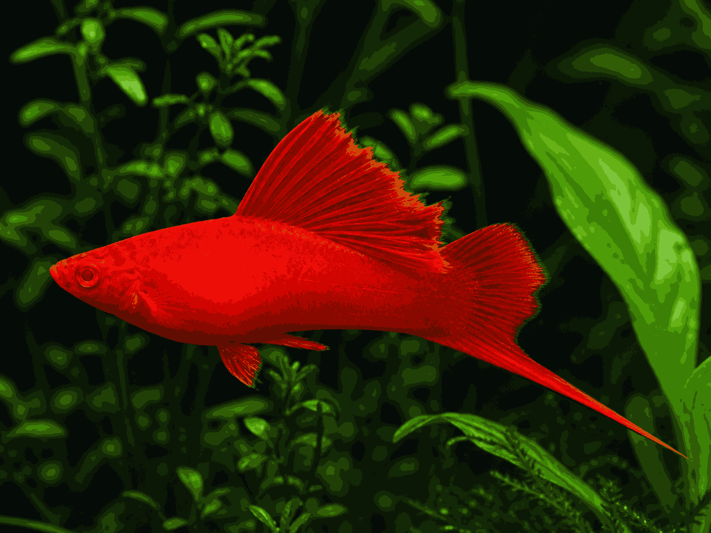 Vienna Broccoli Swordtail – Xiphophorus hellerii