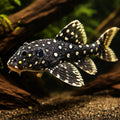  — tropical fish for sale UK — AI hero driftwood view