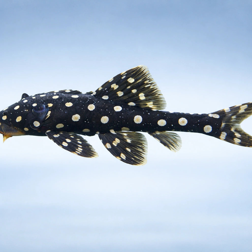  — tropical fish for sale UK — AI side clean view