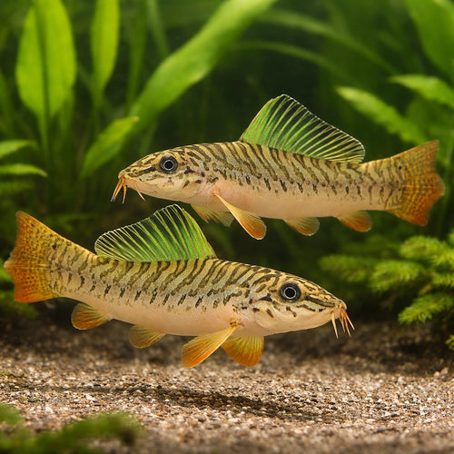 Acanthocobitis botia 4 - — tropical fish for sale UK — AI pair planted view