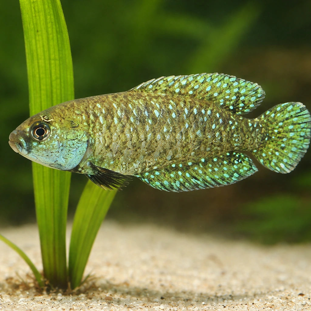Afinis Pearl Fish — tropical fish for sale UK — AI scale plant view