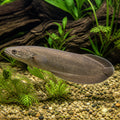 African bonytongue — tropical fish for sale UK — AI natural aquarium view