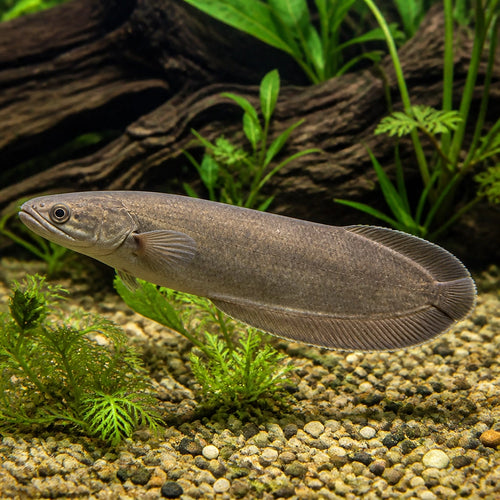 African bonytongue — tropical fish for sale UK — AI natural aquarium view