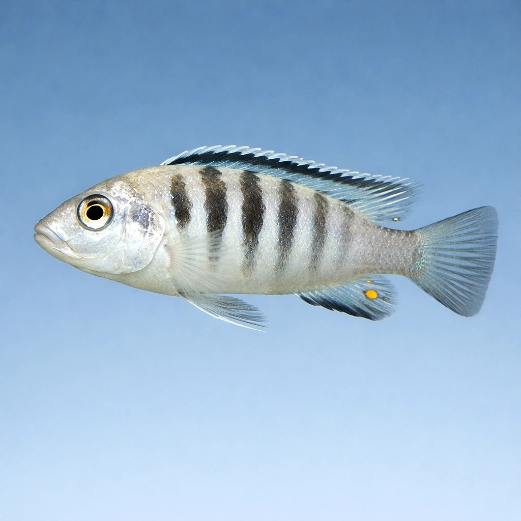 African cichlids for sale UK — Lake Malawi Cichlids for sale UK — AI side clean view