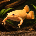 African clawed frog, albin — tropical fish for sale UK — AI hero driftwood view