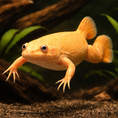 African clawed frog, albin — tropical fish for sale UK — AI hero driftwood view
