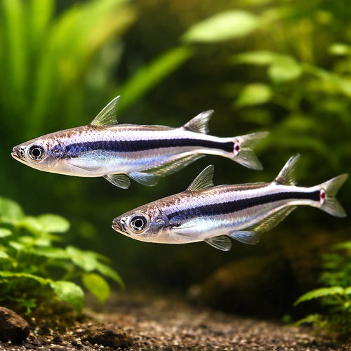 African glass catfish — tropical fish for sale UK — AI pair planted view