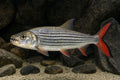 African Tigerfish (Hydrocynus vittatus) in a large freshwater aquarium - AI-generated reference image