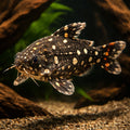  — tropical fish for sale UK — AI hero driftwood view