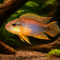 Agassiz' Dwarf Cichlid Santerem — tropical fish for sale UK — AI hero driftwood view