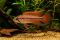 Agassiz's Dwarf Cichlid Super Red (Apistogramma agassizii super red) - SKU 0044 owner-approved AI natural aquarium image