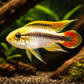 Agassiz´s blue dwarf cichlid — tropical fish for sale UK — AI hero driftwood view