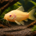  — tropical fish for sale UK — AI hero driftwood view