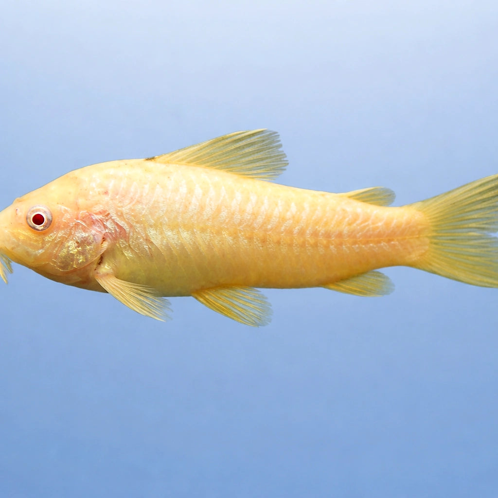  — tropical fish for sale UK — AI side clean view