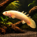  — tropical fish for sale UK — AI hero driftwood view