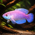 Alexandri — tropical fish for sale UK — AI hero driftwood view