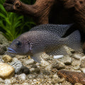 Black Pearl Calvus - UK — tropical fish for sale UK — AI natural aquarium view