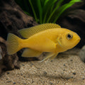 Gold Compressiceps — Lake Tanganyika Cichlids for sale UK — AI natural aquarium view