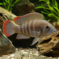 Altolamprologus compressiceps red fin kagunga — tropical fish for sale UK — AI natural aquarium view