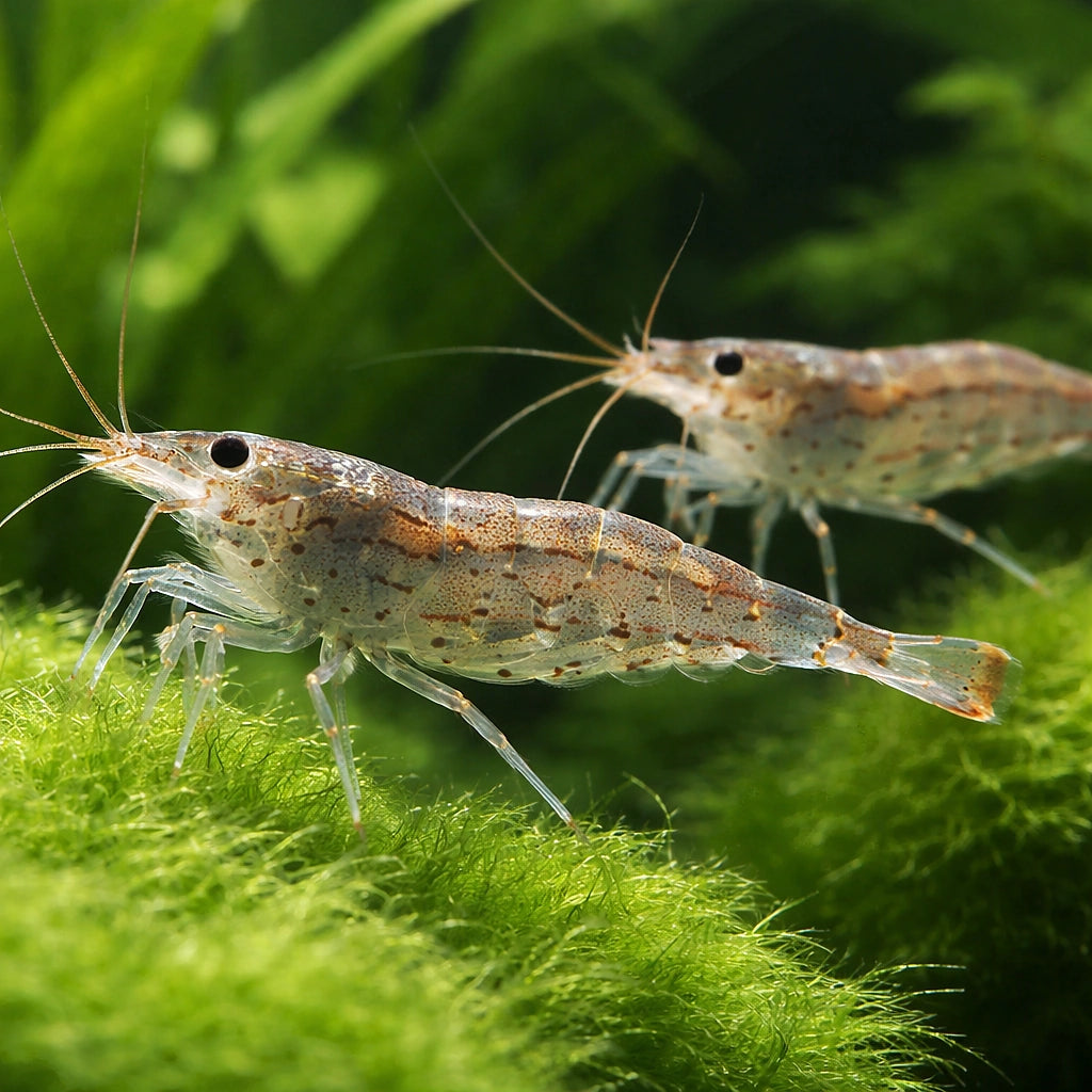 Amano Shrimp — Shrimp for sale UK — AI pair planted view