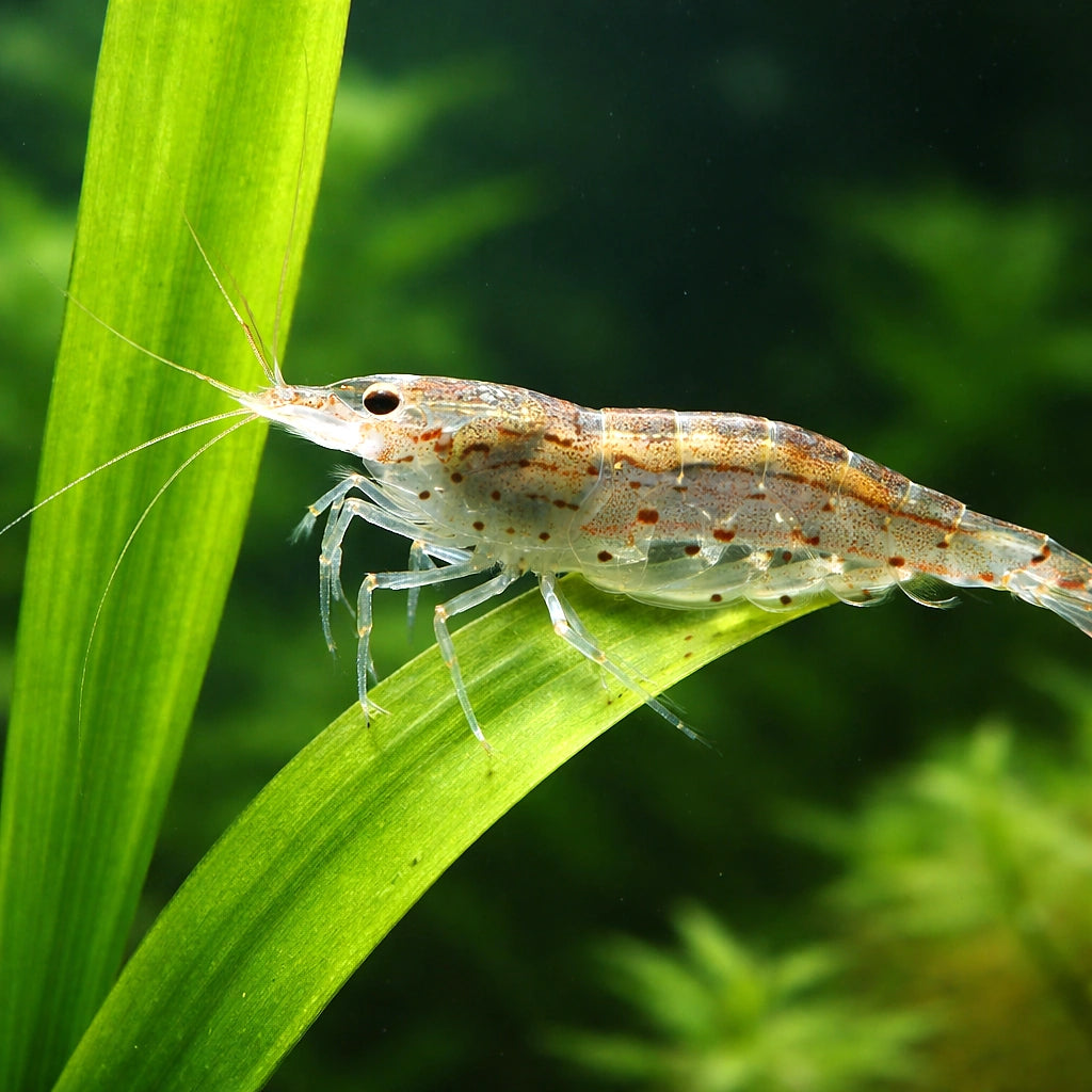 Amano Shrimp — Shrimp for sale UK — AI scale plant view