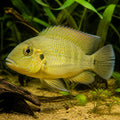 Amatitlania nanolutea — tropical fish for sale UK — AI natural aquarium view
