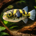 Amazon Puffer — tropical fish for sale UK — AI hero driftwood view