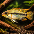 Amazon yellow dwarf cichlid — tropical fish for sale UK — AI hero driftwood view