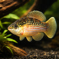 American Flagfish — tropical fish for sale UK — AI hero driftwood view