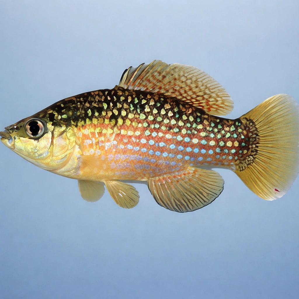 American Flagfish — tropical fish for sale UK — AI side clean view