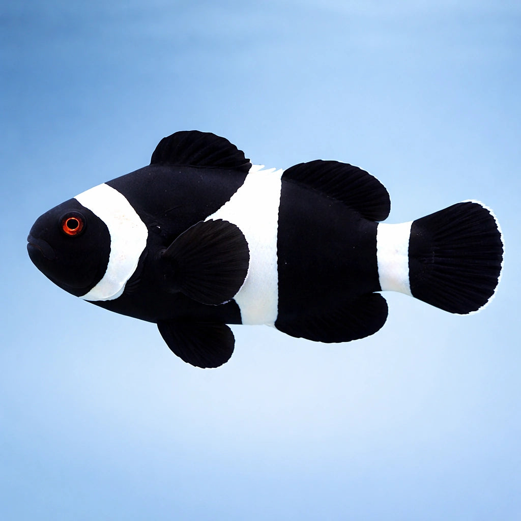 Amphiprion Ocellaris Black Clown Fish for UK Aquarists — tropical fish for sale UK — AI side clean view
