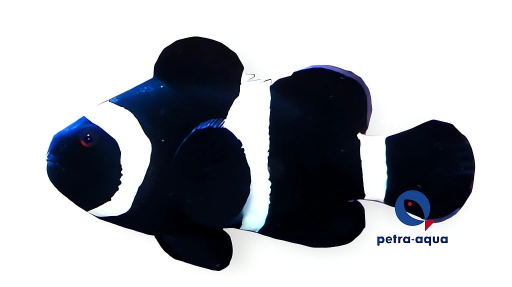 Amphiprion Ocellaris Black Clown Fish for UK Aquarists — tropical fish for sale UK