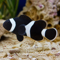 Amphiprion ocellaris black misbar — tropical fish for sale UK — AI natural aquarium view